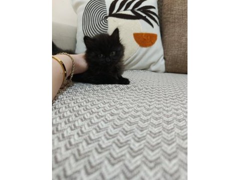 Erkek yavru bombay kedisi
