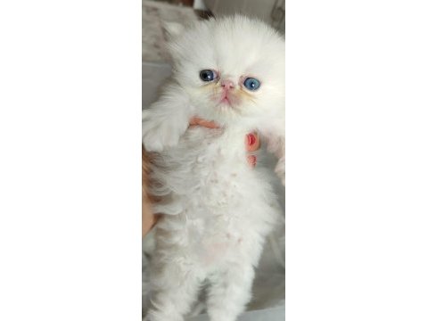1.5 aylık dişi-erkek iran kedileri