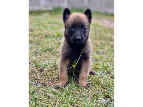 Belçika malinois yavruları