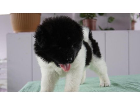 A kalite amerikan akita yavrularımız