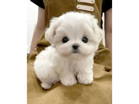 Maltese yavrular izmire