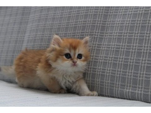 Ny12 şecereli british longhair