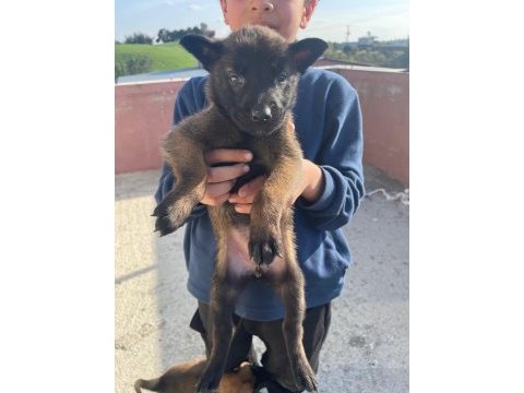 A kalite koyu belçika malinois yavruları