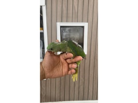 Alexander iskender papağanı bebek
