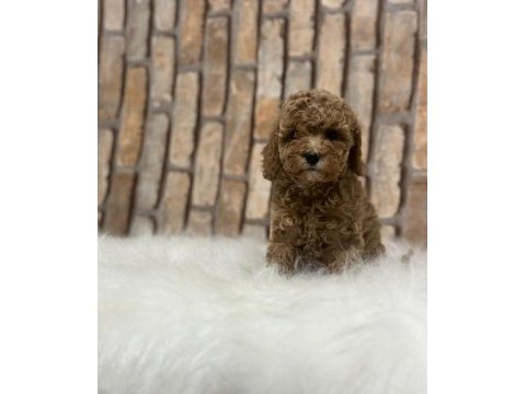 Şecereli aşılı poodle yavru köpekler
