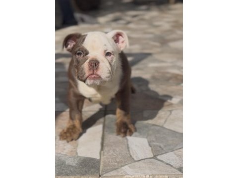 Egzotik ingiliz bulldog yavrularımız