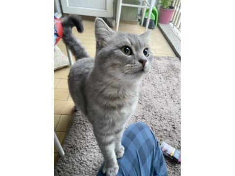British shorthair 3 yaşında