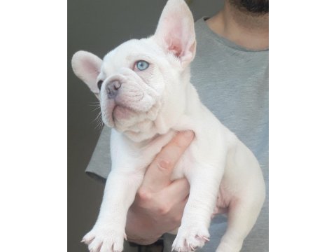 Exotic french bulldog eşsiz güzellikte erkek yavru