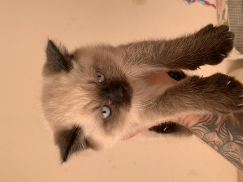 British shorthair yavrumuza yuva arıyoruz