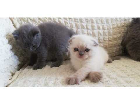 Scottish fold kedim