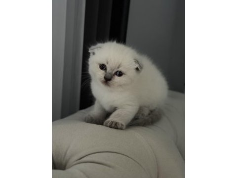 Minik scottish fold yavrulara yeni yuva