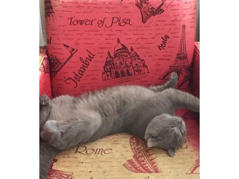 19 aylık her şeyi tam british shorthair gri renk