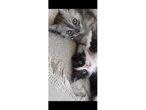 Minnak british shorthair kedimize ömürlük yuva