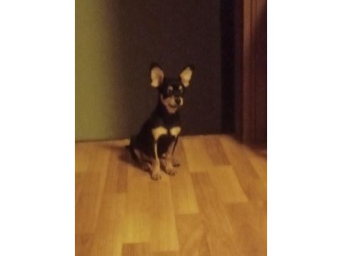 Minyatür pinscher köpeği 2 aylık