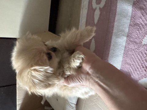 Minik pamuk bebek pekinez