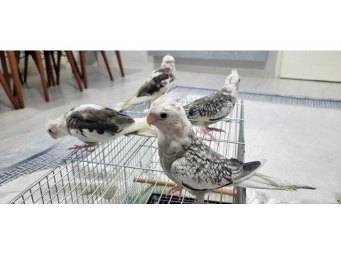 Wf white kalite yavru bebek yavru ısırma yok 35 kuşumuz