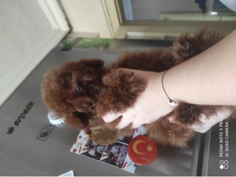 Kızıl kore erkek poodle