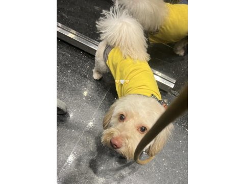 Dünya tatlısı maltipoo
