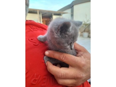 British shorthair yavru dişi
