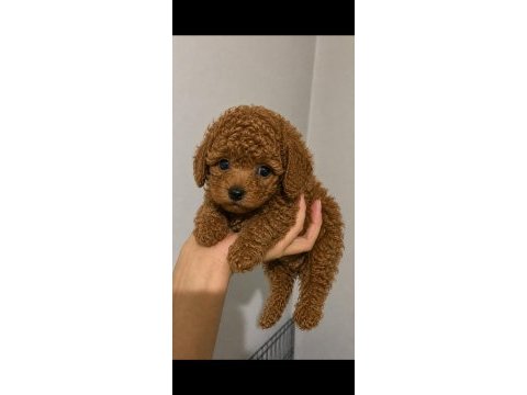 Toy poodle 3 adet