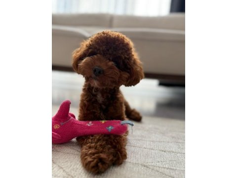 Kore erkek 2,5 kg 15 aylık poodle