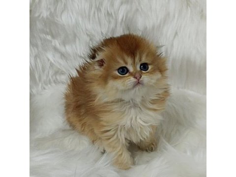 Safkan scottish fold longhair dişi yavru