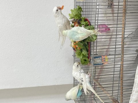 Sultan ve muhabbet kuşlar
