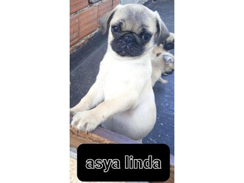 Pug mops bebekler
