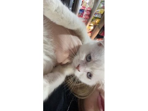 Kırık kulak beyaz british shorthair yavrumuz