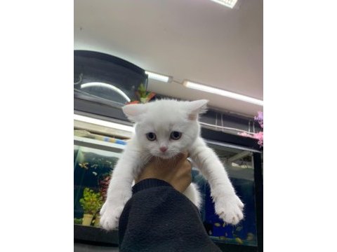 Yeni yuvalarını gitmeye hazır british shorthair