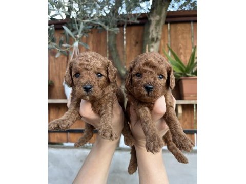Dark/red brown toy poodle yavrular