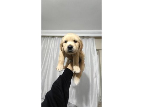 43 günlük golden retriever