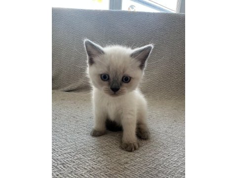 Safkan anne babanın british shorthair yavruları
