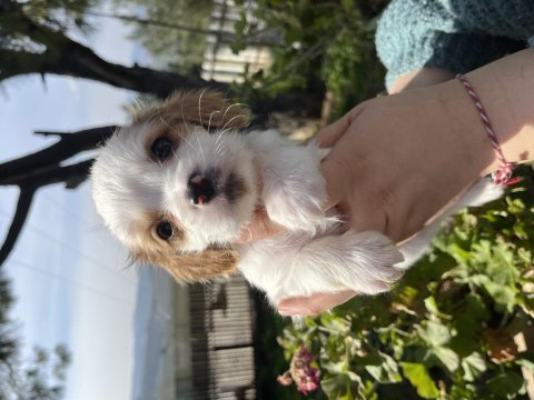 Cavalier king charles bebekler