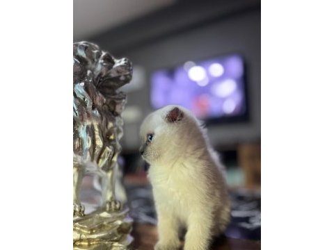 Saf kan scottish fold blue point