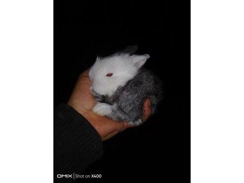 Mini lop tavşan yavrular