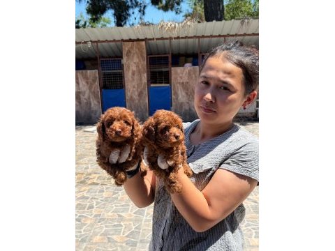 Toypoodle sevimli yavrular ruhsatlı pasaportlu 