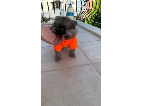 Safkan orijinal pomeranian ayı surat garantili