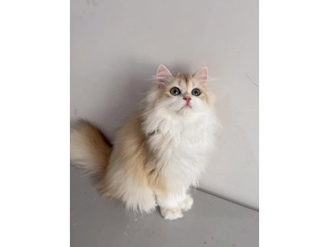 British longhair 5 aylık erkek