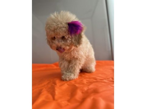 Toy poodle köpeği