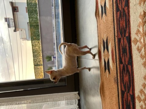 Teacup elma kafa yetişkin dişi chihuahua