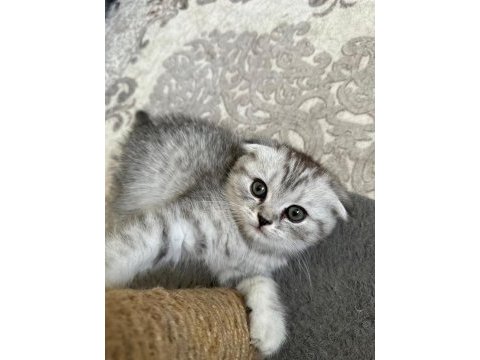 Scottish fold silver bebekler