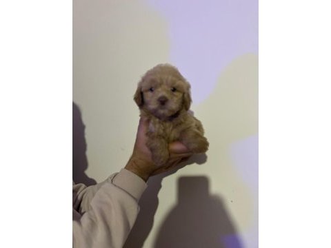 Maltipoo yavrularımızı canlı görerek alabilirsiniz