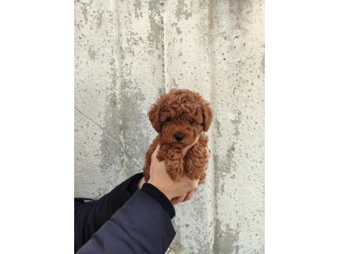 Tatlı toy poodle bebeklerim