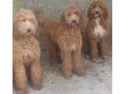 Kaliteli dev poodle yavrular
