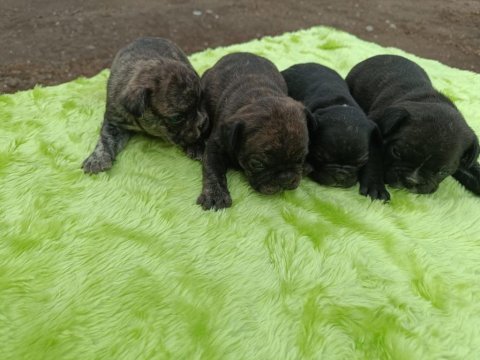 Tiger desen french bulldog erkek yavrular