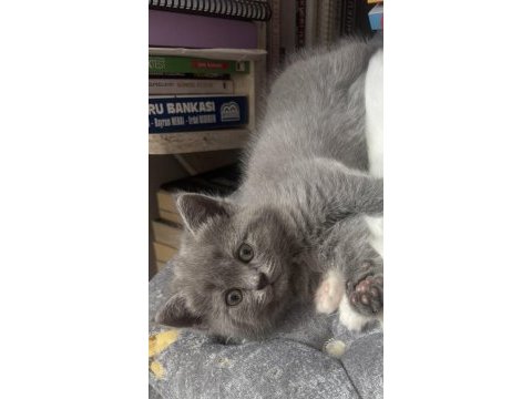 Dişi yavru british shorthair