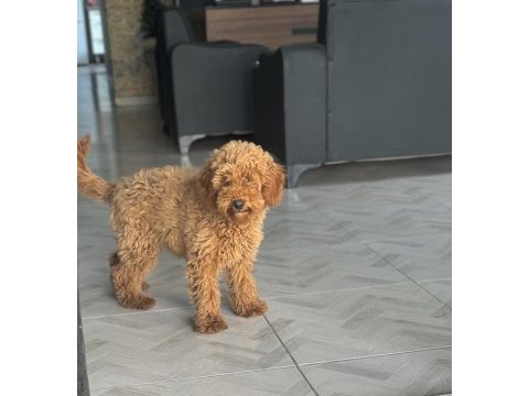 Red dışı 5 aylık minyatür poodle