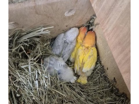 El besleme cennet papağanları