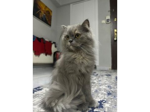 British longhair